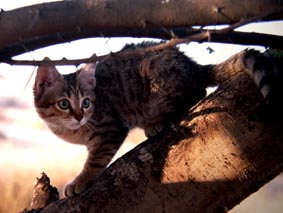 [Wildcat+kitten.jpg]