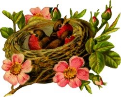 [bird-nest.jpg]