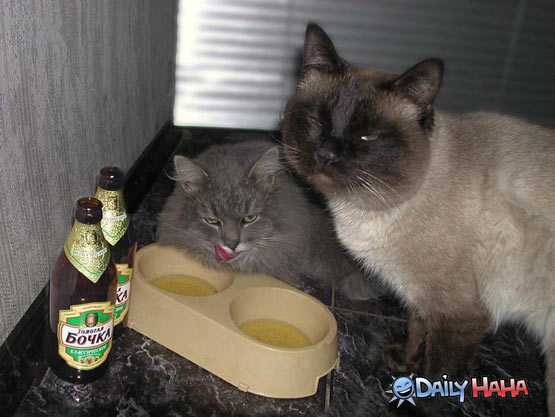 [drunk_cats.jpg]