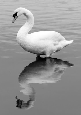 Swan Reflected - Image © David Toyne