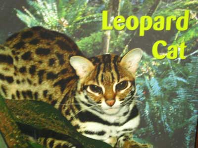 [leopard-meow.jpg]
