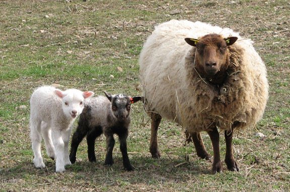 [Ethel+and+lambs.jpg]