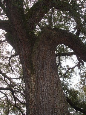 [R+Savannah+tree.jpg]