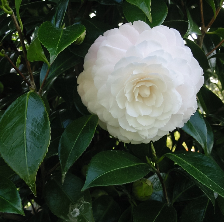 [white+camellia.jpg]