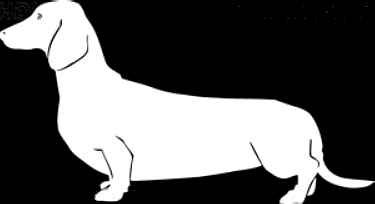 [white+dachshund.jpeg]