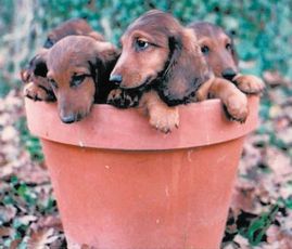 [pot+of+puppies.jpeg]