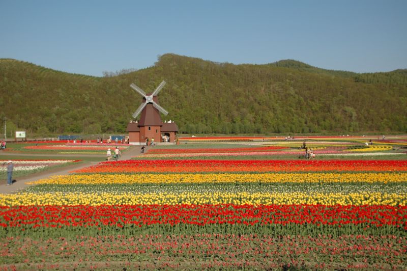 [800px-Tulip_field_Kamiyubetsu_Hokkaido_japan.jpg]