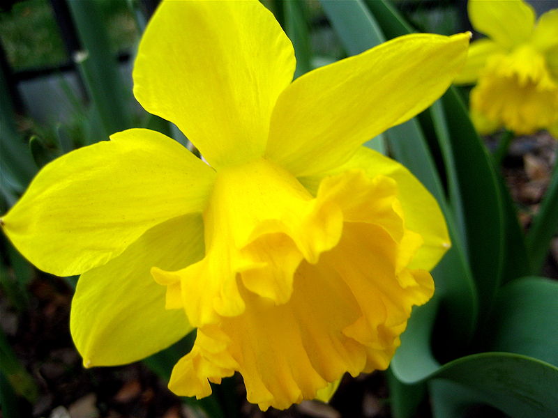 [800px-Daffodills_(Narcissus)_-_25.jpg]