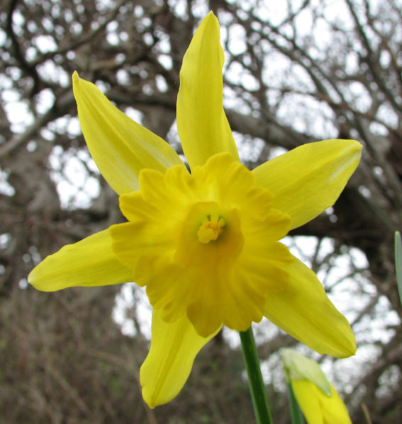 [567px-Daffodil_Narcissus.jpg]
