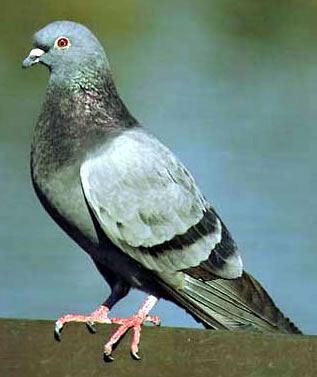 [pigeon+(rock+dove).jpg]