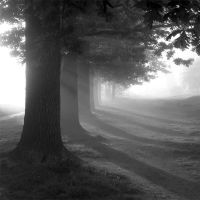 [Misty+Trees.jpg]