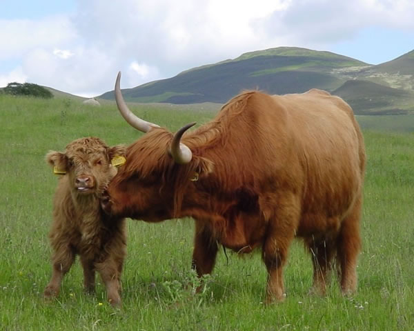 [Highland+Cows+of+Scotland.jpg]