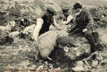 [Scottish+Sheep+Shearing.JPG]