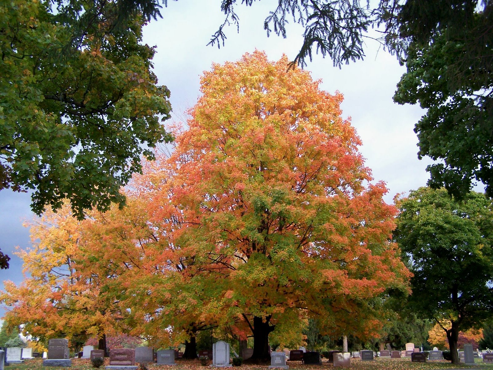 [Oct.+26+favorite+tree3.jpg]
