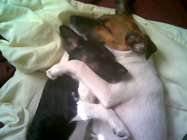 Puppy Sabrina y  Valentín