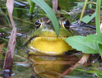 Green Frog (Rana clamitans) - Starksboro, Vermont, June 2007