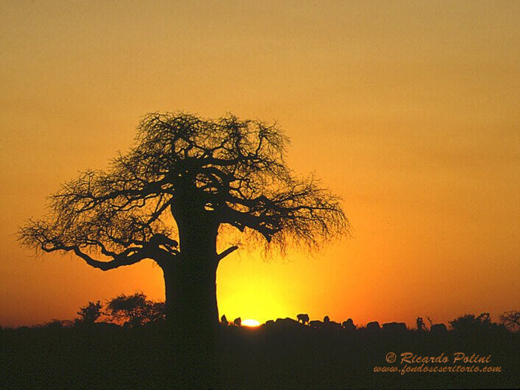 [Baobab_Africa.jpg]