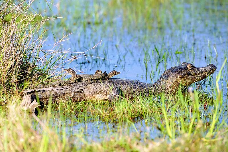 [Caiman+croc+filhotes+Pantanal+REC+-+5855_3A_1997.jpg]