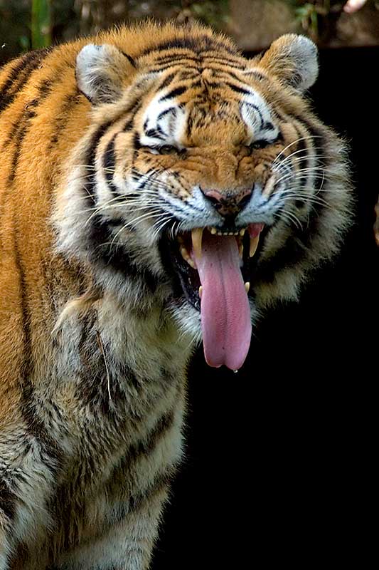 [Panthera+tigris+altaica-Zoo+SP_20070603_016.jpg]