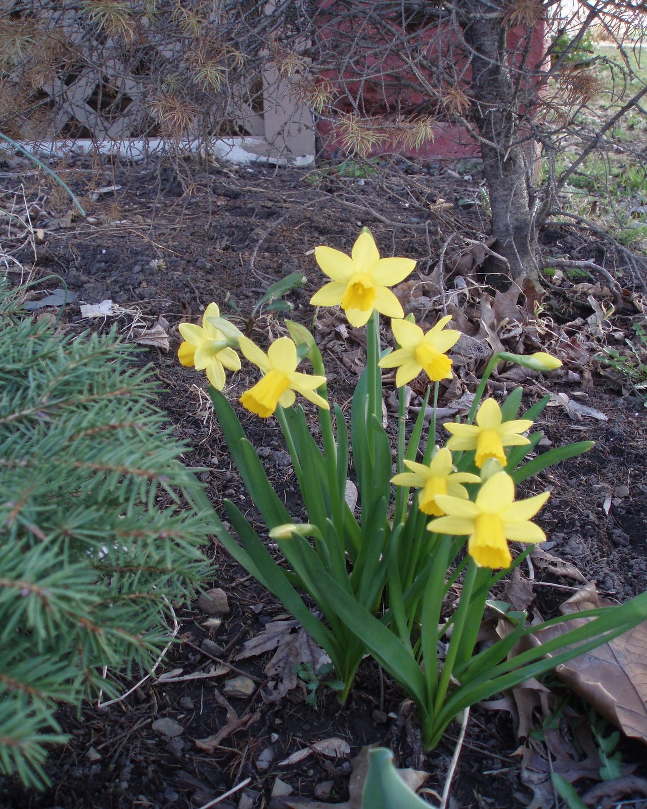 [revised+daffodils.jpg]