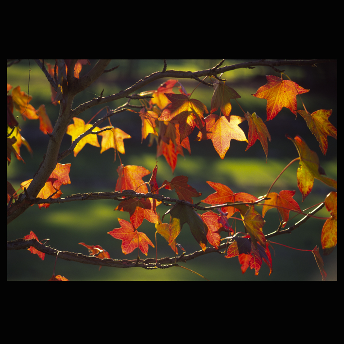 [autumn leaves with green.jpg]