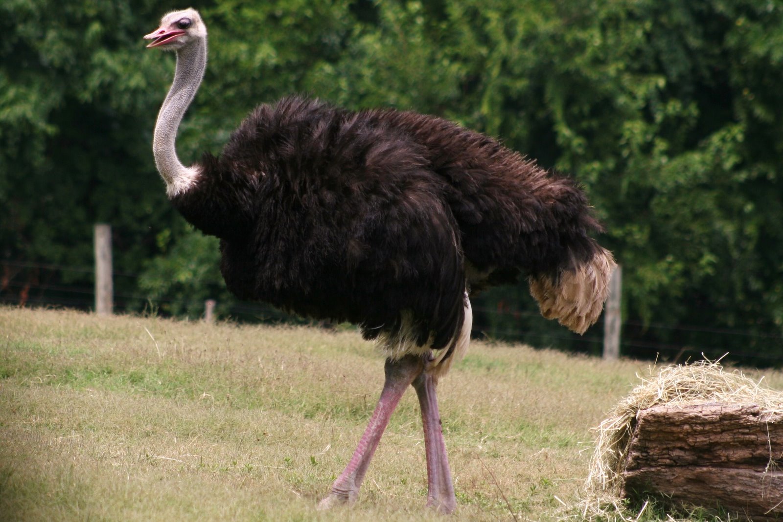 [ostrich.JPG]