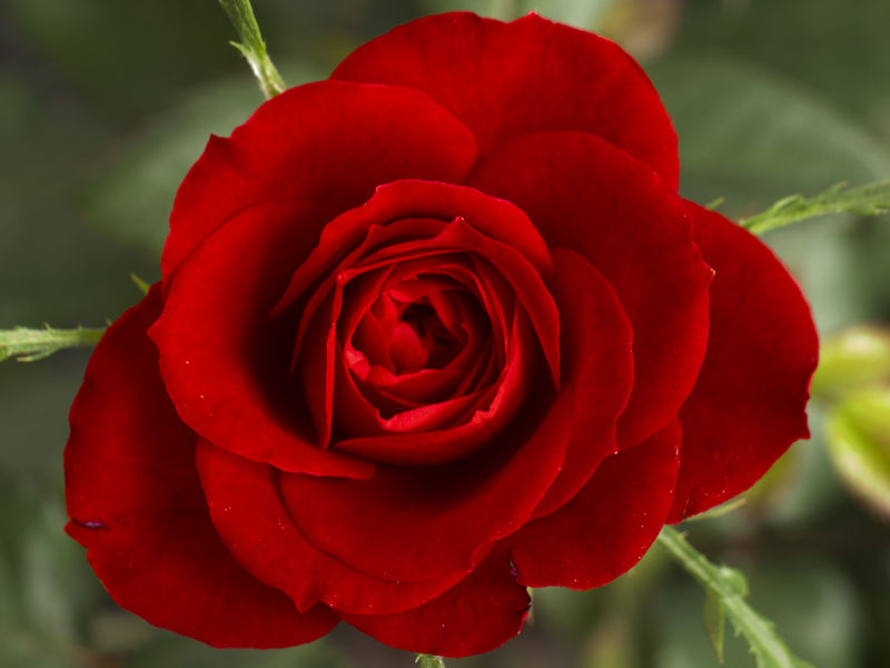 [800px-Small_Red_Rose.JPG]