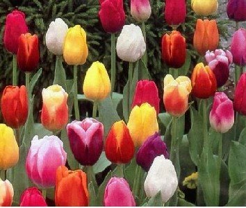 [muti-hued-tulips.jpg]