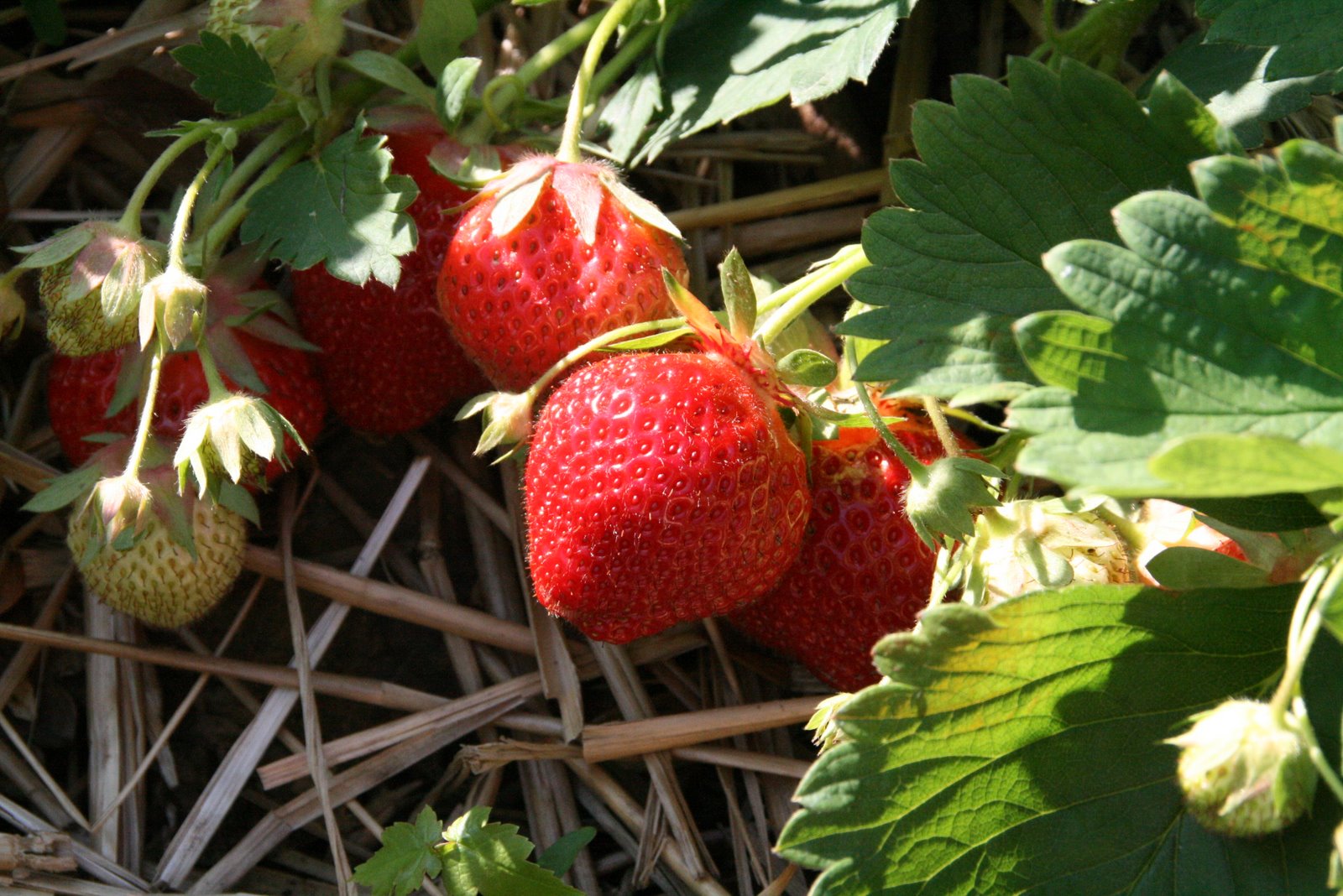 [Strawberry+Picking+027.jpg]