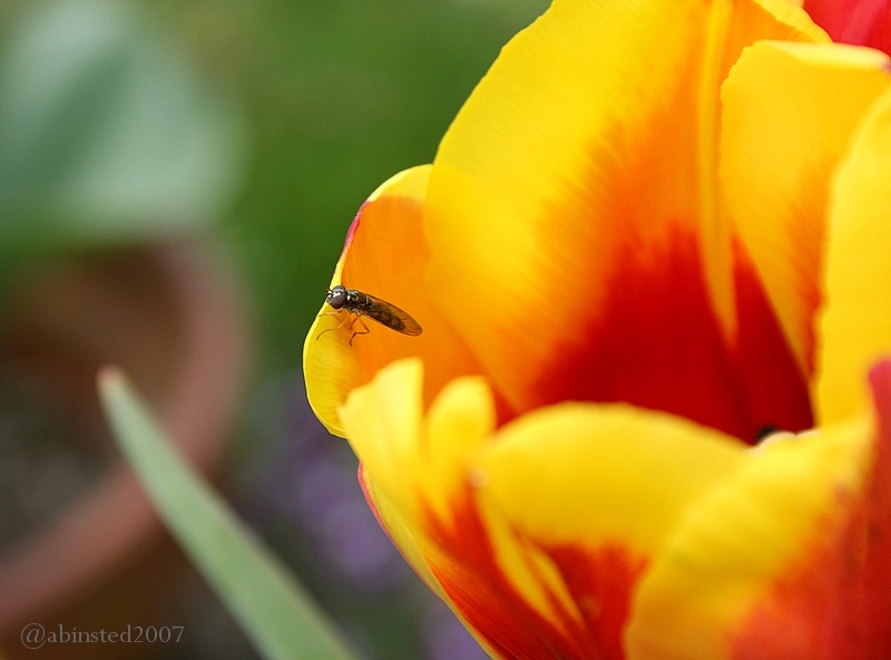 [tulip-maroon-yellow-insect.jpg]