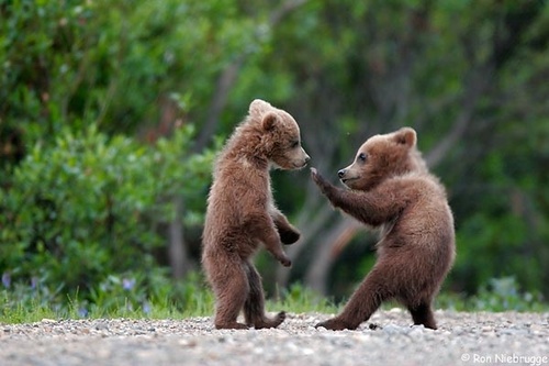 [bear_fight1.jpg]