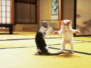 [kungfu_cat_fight_755866.jpg]
