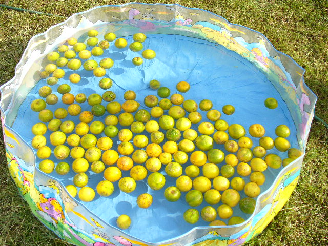 [pool+of+lemons.JPG]