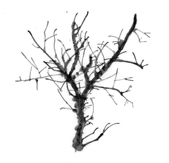 [Tree1091.jpg]