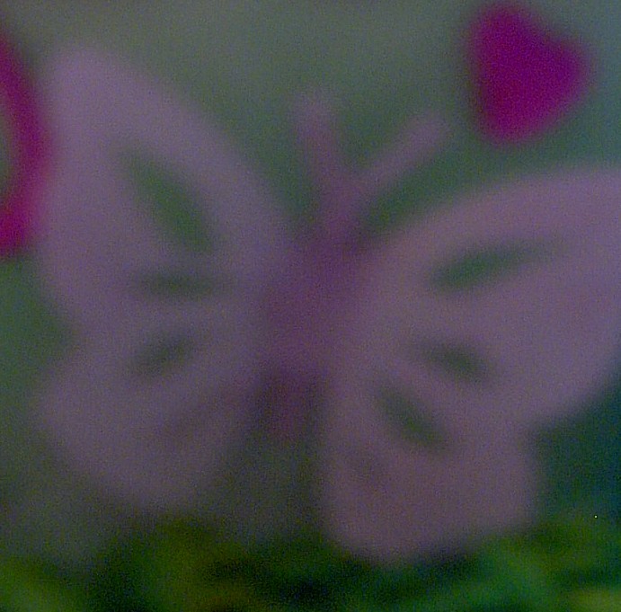 [butterfly+closeup.jpg]