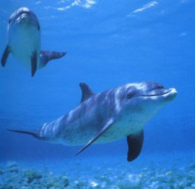 [delfines-salvajes.jpg]