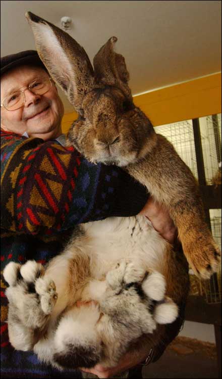 [herman-giant-rabbit-01.jpg]