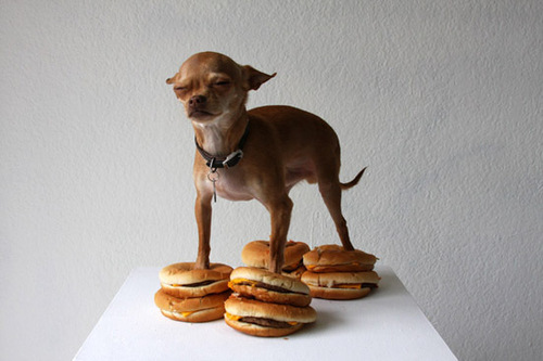 [dog_with_burgers.jpg]