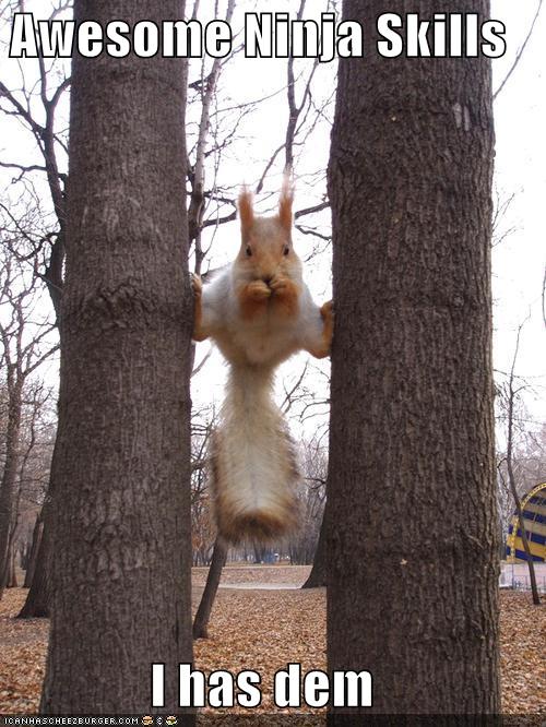 [funny-pictures-ninja-skills-squirrel.jpg]