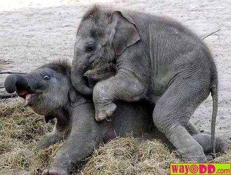 [funny-pictures-elephant-love-xrf.jpg]
