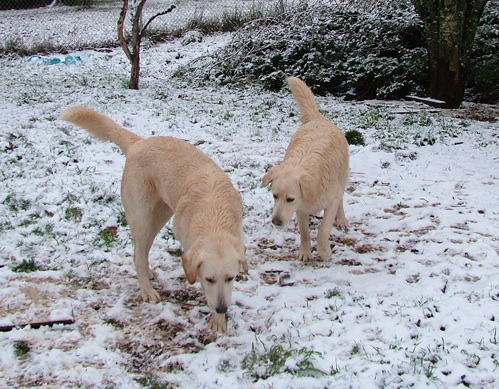 [Snowdogs.jpg]