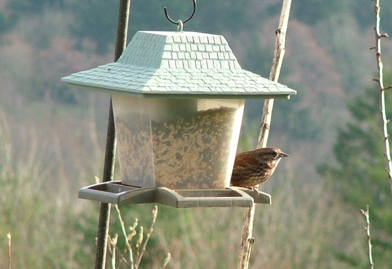 [sparrow2.jpg]