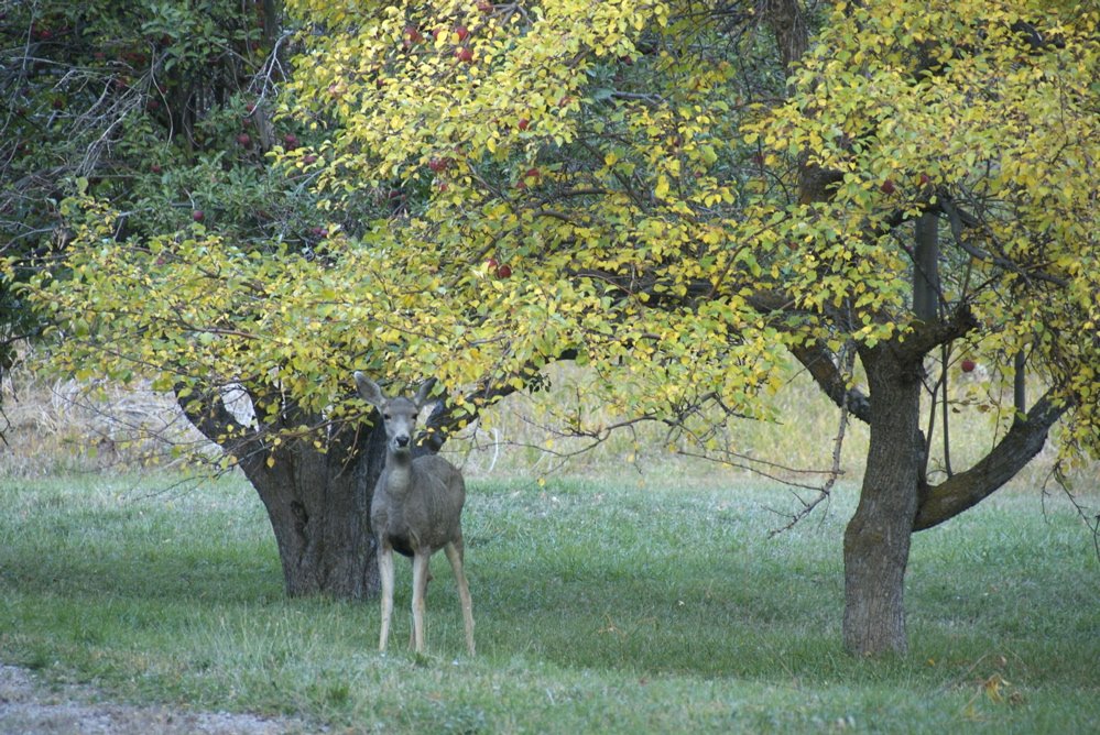 [Deer+and+Apple+Trees+Autumn+Scene+_DSC0286_2.jpg]