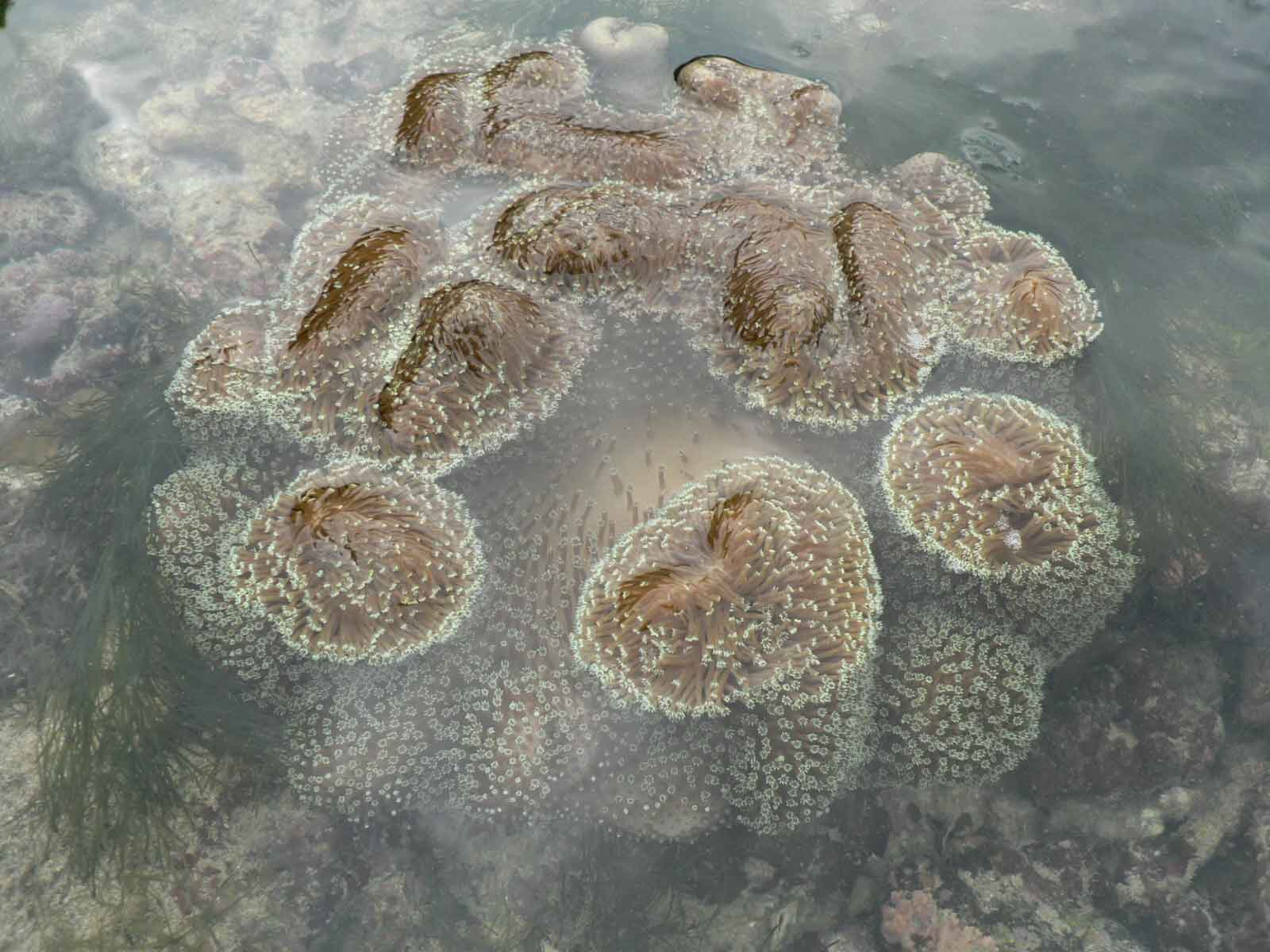 [coral1_Layer+1.jpg]