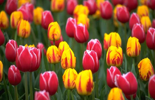 [tulips-amsterdam-big.jpg]