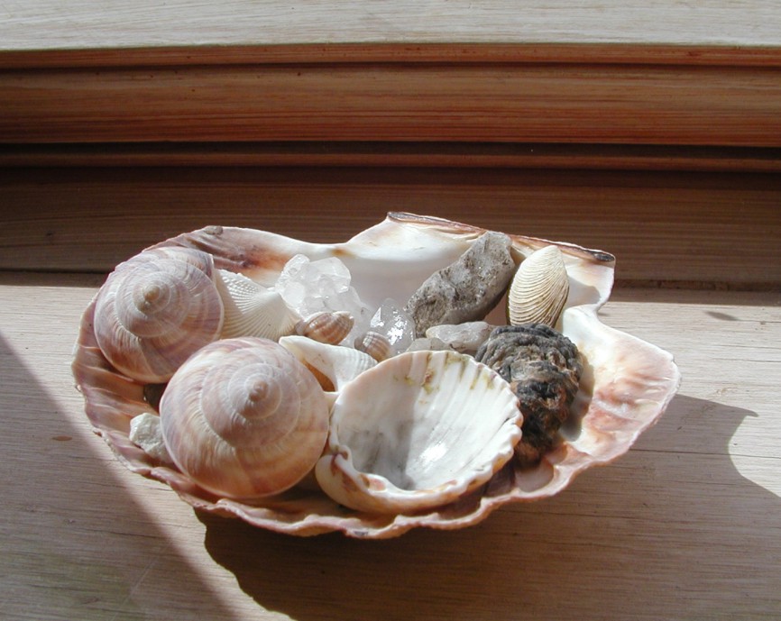 [shells.jpg]