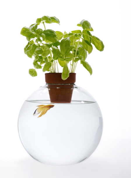 [web-fishbowl-above-water.jpg]