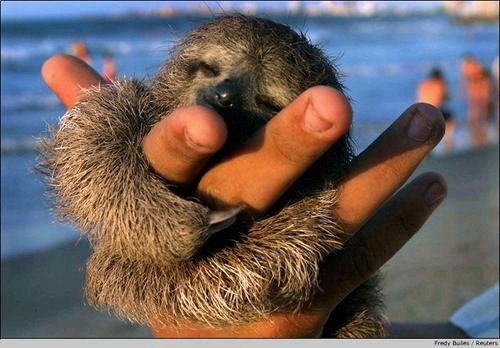[sloth.bmp]