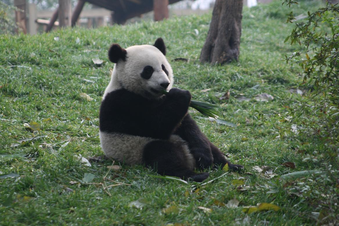 [lonely+panda.JPG]