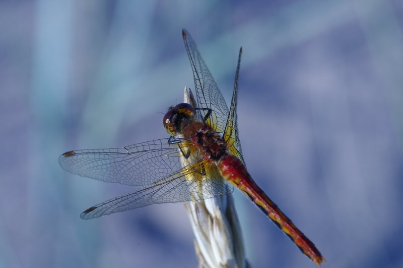 [dragonfly2small.jpg]